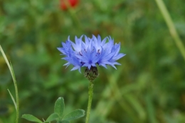 DSC_0160.JPG