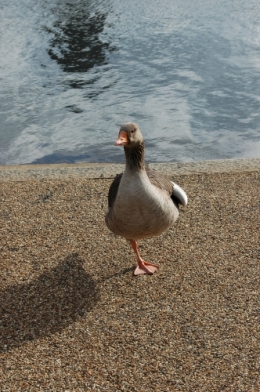DSC_0091.jpg
