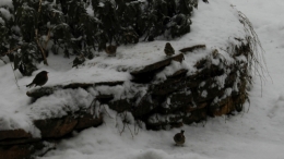 DSC_0015.jpg