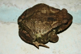 DSC_0076.jpg