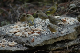 Verdiers à table.jpg