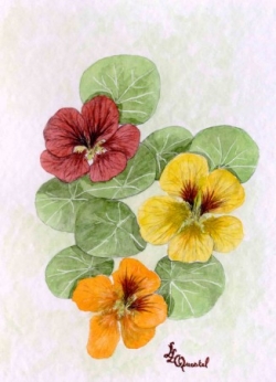Et d'autres fleurs