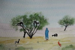 Maroc, les chèvres et l'arganier