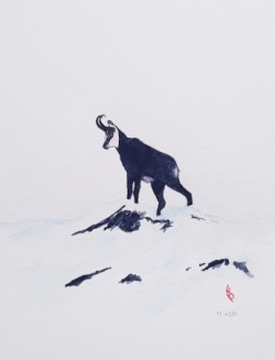 Chamois