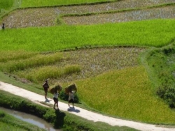 la culture du riz