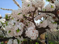 2022-03-28 le cerisier