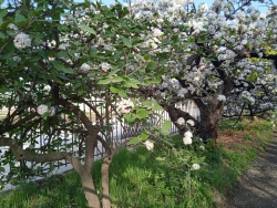 2022-03-28 le cerisier