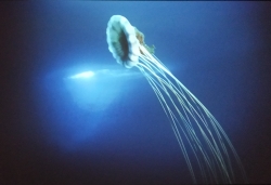 Méduse vue sur une vidéo