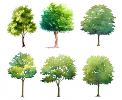 Etudes arbres