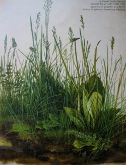 Dürer herbe