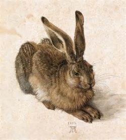 Albrecht Durer lapin