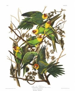 Audubon Peroquet