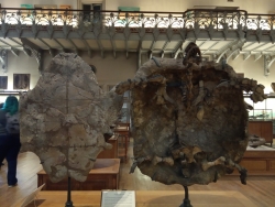 Galerie de Paléontologie Les contrastes 2-02-2020