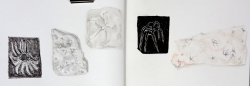 Galerie de Paléontologie Les contrastes 2-02-2020