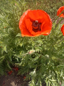 26 mai 2025 Ma.