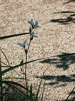 les ombres M.A.