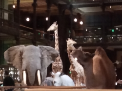 Grande Galerie Girafe et éléphant