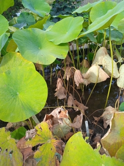 le jardin botanique