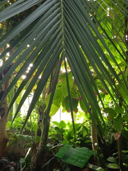 le jardin botanique