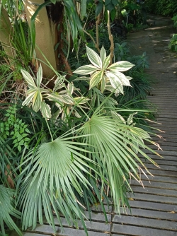 le jardin botanique