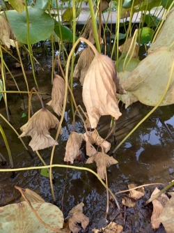 le jardin botanique