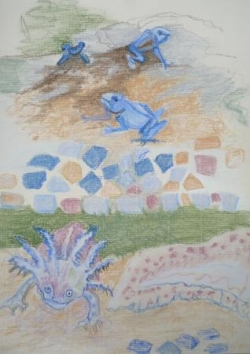 Maud grenouille et axolotl - 1.jpg