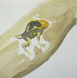 Muriel grenouille noire et jaune - 31.jpg