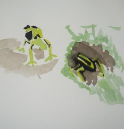 Muriel grenouille noire et jaune - 25.jpg