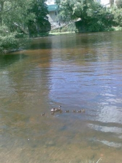 famille canards