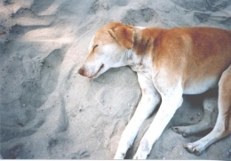 le chien du bout du monde 1996