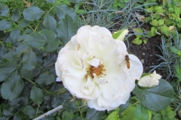 Petticoat2013.JPG