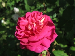 Poupoune6.JPG
