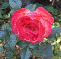 lerosierBolchoï2014.JPG