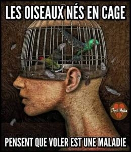 les oiseaux nés en cage.jpg