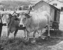 Lozère 1950 gizerac_cabane_du_berger.jpg