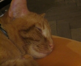 chat souriant 16 avril 2019.JPG
