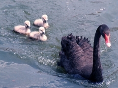 famille de cygnes noirs.jpg