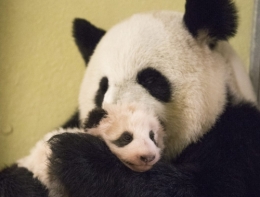 myz,zoo,beauval,panda,huan huan