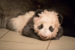 myz,zoo,beauval,panda,huan huan