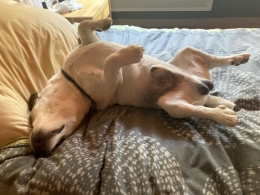 dalton,jack russell