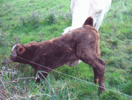 925259cb7fe2d551f86fa26720c5a1f2.gif