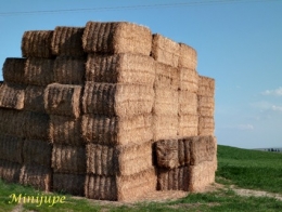 Foin.jpg