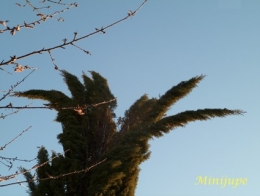 toscane,cyprès,sienne,le crète,campagne,nature,arbre