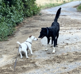 dalton,jack russell,rencontre