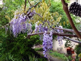 Glycine.jpg