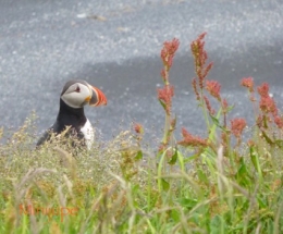 islande,dyrholaey,vik,macareux