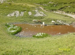 lac de peyre,col de la colombière,haute-savoie,chamois,rando,dénivelé
