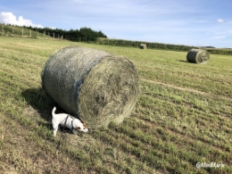 dalton,jack russell