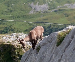 lac de peyre,col de la colombière,haute-savoie,chamois,rando,dénivelé