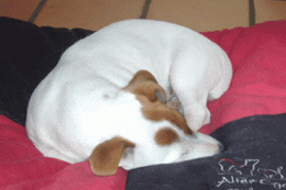 P1020565.gif
